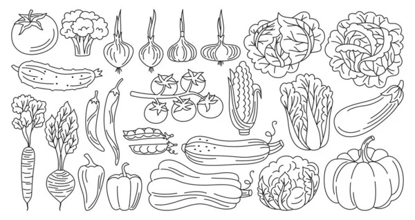 Овощи Рисовали Каракули Линейного Стиля Здоровая Коллекция Овощей Сельскохозяйственных Продуктов — стоковый вектор