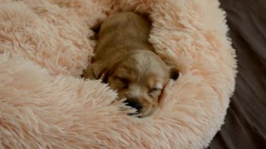 Genç bir İngiliz Cocker Spaniel yatağında uyuyor ve uykusunda seğiriyor..