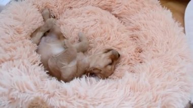 Bir aylık Cocker Spaniel köpeği alışılmadık bir şekilde sırt üstü uyuyor..