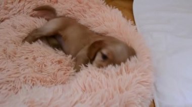Küçük bir köpek yavrusu yatağını çiğner ve namlusunu kameradan saklar.