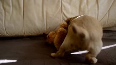 Yatağında yumuşak oyuncakları olan sevimli bir köpek yavrusu. Şirin, kızıl saçlı, yumuşak saçlı köpek evde bir oyuncakla oynuyor.