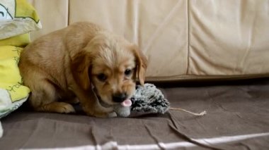 Genç bir gösteri cocker spaniel köpek yavrusu yatakta, bir fare şeklinde çiğneme oyuncağıyla oynuyor. Sağlıklı ve mutlu bir köpek yavrusu. Yakın plan.