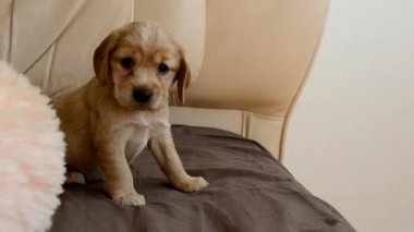 İngiliz cocker spaniel uykucu. Yavru köpek uyandı ve kameraya bakıyor.