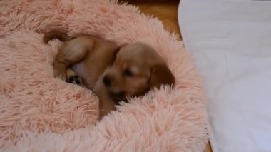Küçük cocker spaniel köpek yavrusu oynamaktan yoruldu, uyumak istiyor.
