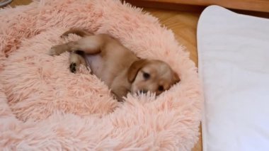 İngiliz Cocker Spaniel köpek yavrusu beşiğe uzanıp kamerayı izliyor.