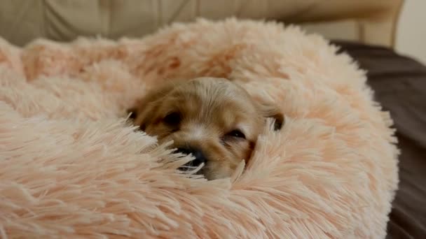 一个年轻的英国可卡犬正试图睡在他的床上。小狗醒来睁开眼睛. — 图库视频影像