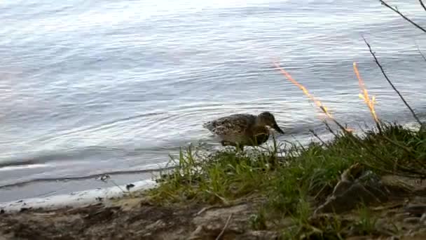 灰色のアヒルは湖から水を飲み、ビーチに立っています. — ストック動画