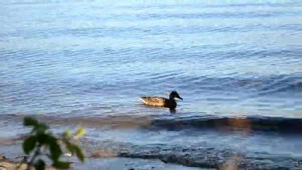 Дика качка плаває вздовж річки. дикий птах біля міста. Птах плаває у чистій воді — стокове відео