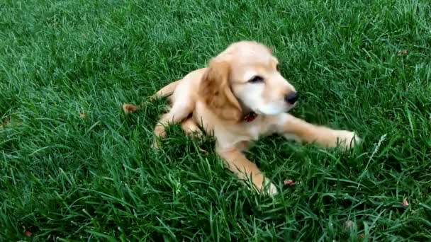 Englischer Cocker Spaniel Sitzt Sattgrünen Gras Und Schaut Sich Und — Stockvideo