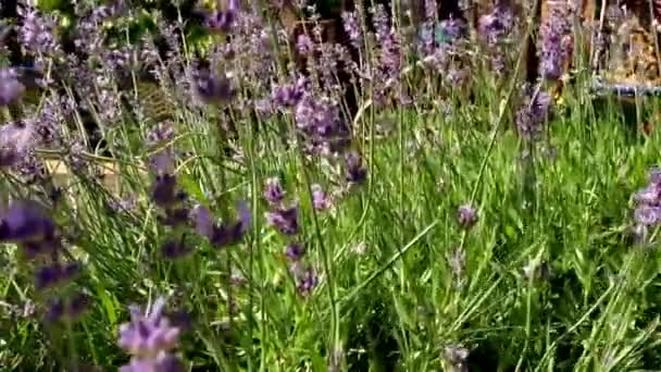 Lawenda Rośnie Wśród Zielonej Trawy Falującej Słoneczny Dzień Piękne Kwiaty — Wideo stockowe