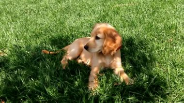 İngiliz Cocker Spaniel yemyeşil çimlerde oturan ağaç gölgesinde dinleniyor. Uzun kulaklı sevimli evcil köpek güneşli bir günde parkta yürümekten hoşlanıyor.