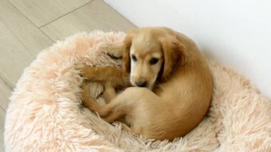 İngiliz Cocker Spaniel odasındaki ahşap zeminde pofuduk köpek yatağında yatarken bacağını ısırır. Evcil hayvan evinde rahat bir yerde dinleniyor.