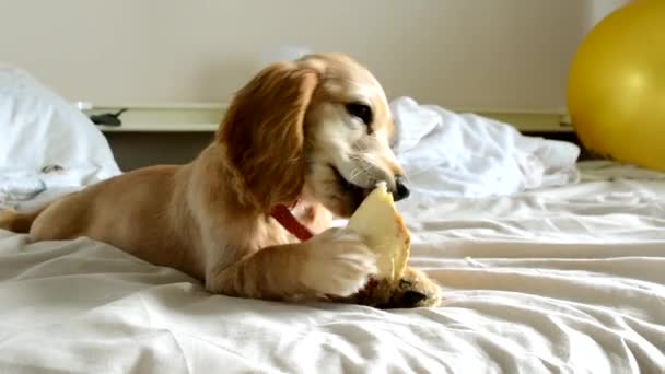 Engelse Cocker Spaniel Bijt Delicatesse Liggend Verkreukeld Eigenaarbed Kamer Leuke — Stockvideo