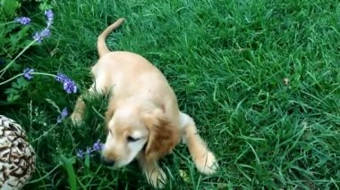 Şirin İngiliz Cocker Spaniel yemyeşil çimlerde yetişen lavanta çiçeklerini ısırır. Uzun kulaklı neşeli evcil hayvan vahşi bölgede rahatlar.
