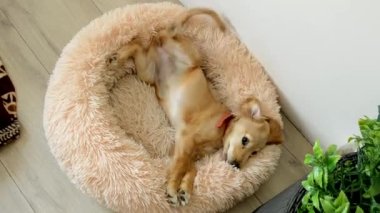 Oyuncu İngiliz Cocker Spaniel yeşil bitkinin yanındaki ahşap zeminde köpek yatağında yuvarlanıyor. Kırmızı yakalı şirin köpek evde eğleniyor.