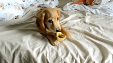 İngiliz Cocker Spaniel çarşafları buruşmuş olarak sahibinin yatağında yemek yiyor. Uzun kulaklı sevimli köpek evde lezzet ısırmaktan hoşlanıyor.
