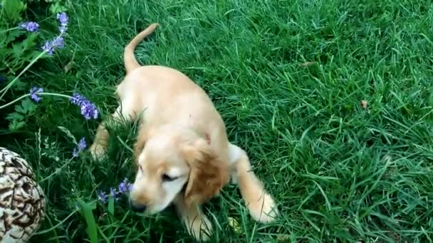 Der Süße Englische Cocker Spaniel Beißt Lavendelblüten Die Sattgrünem Gras — Stockvideo