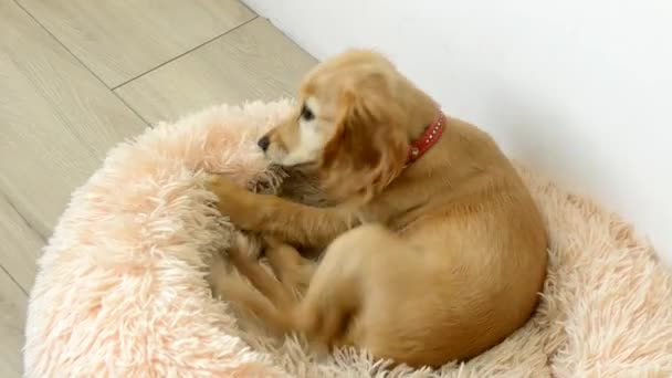 Sevimli Ngiliz Cocker Spaniel Ahşap Zeminde Pofuduk Köpek Yatağını Isırıyor — Stok video