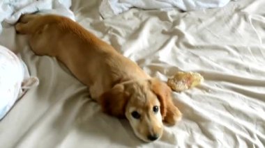Şirin İngiliz Cocker Spaniel sahibine yüksek sesle havlar. Uzun tüylü kulaklı evcil köpek, narin bir manzaranın yanında, buruşuk bir yatakta uzanıyor.