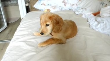 Uzun kulaklı evcil köpek lezzet için yan yana döner. Kırmızı yakalı şirin İngiliz Cocker Spaniel evde çift kişilik yatağın üzerinde oturuyor.