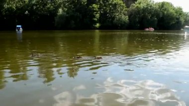 Vahşi ördekler güneşli bir günde şehir parkında şamandıralar ve botlarla gölde yüzerler. Bereketli yeşil ağaçlar ve mavi gökyüzündeki beyaz bulutlar dalgalanan suya yansıyor.