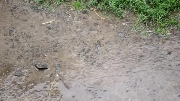 Dešťové Kapky Padají Zem Vytvářejí Velkou Louži Špinavou Vodou Venkově — Stock video