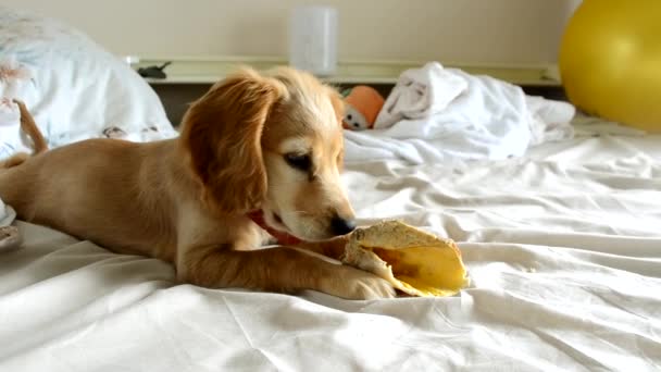 Cute Domestic Dog Bites Delicacy Distracting Owner Bedroom Adorable English — Vídeo de Stock