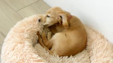 English Cocker Spaniel bites fluffy dogs bed on wooden floor relaxing at home. Adorable domestic animal with long ears lies in apartment