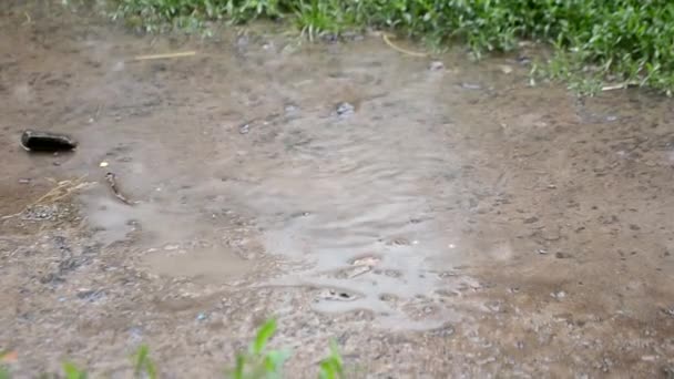 여름날 폭우로 더러운 커다란 흙탕물이었다 초원에서 자라는 근처의 내리는 빗방울 — 비디오