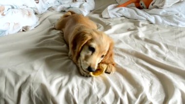 English Cocker Spaniel enjoys biting treat lying on bed with crumpled sheet. Fluffy domestic dog with long ears relieves chewing reflex at home