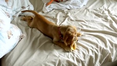 Playful domestic doggy in red collar bites delicacy lying on crumpled double bed at home. Cute English Cocker Spaniel enjoys spending time in bedroom