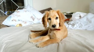English Cocker Spaniel in red collar sits on bed looking around room. Adorable domestic friend with long fluffy ears rests in bedroom at home