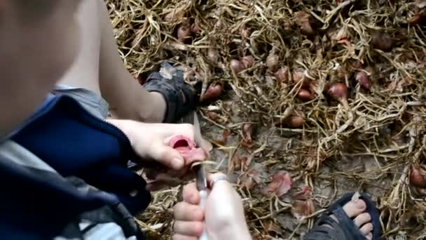 Farmer Cuts Necks Sharp Knife Peels Onions Long Term Storage — Vídeo de Stock