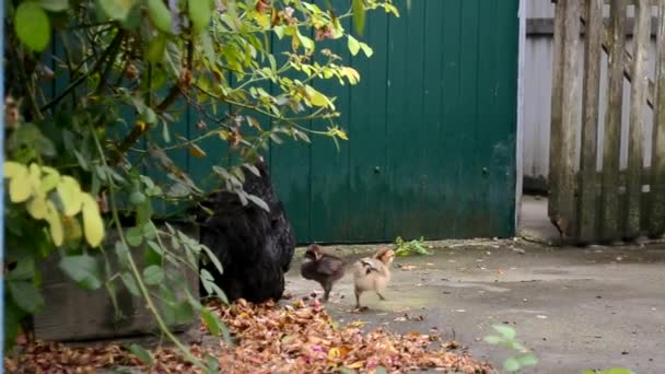 Hen Chicken Walks Fallen Yellowed Leaves Backyard Green Wooden Fence — Stock Video