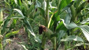 Motion across corn rows planted on rural field. Unknown person shows future harvest of corn cob covered with leaves on field in countryside closeup