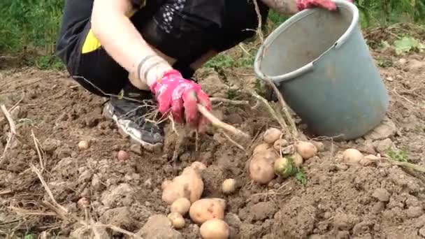 Female Person Gloves Harvests Potatoes Shaking Soil Tubers Cultivated Field — Vídeo de Stock