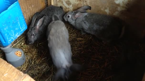 Серые Кролики Едят Остатки Еды Милые Кролики Ходят Конуре Поисках — стоковое видео