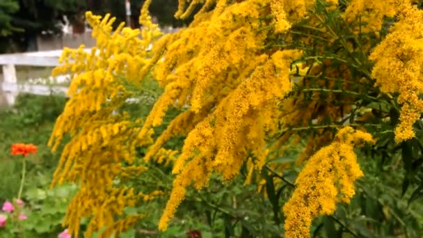 Orange Branches Goldenrod Growing Cottage Garden Flowerbed Waving Light Wind — Vídeos de Stock