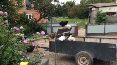 Domestic poultry sits on rural trailer waiting for food from owners. Animals sit pecking food leftovers on trailer in courtyard in countryside