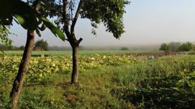 Country kitchen gardens with plantations and beds of different vegetables against rural field under blue sky. Trees cast shadow on small glade