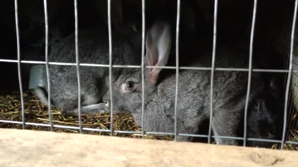 Grey Bunnies Eat Hay Rabbit Hutch Rabbits Walk Jump Searching — Stok video