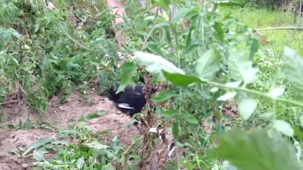 Lonely Black Hen Walks Planted Garden Bed Searching Food Leftovers — Stock Video