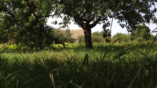 Large Old Tree Growing Edge Garden Casts Shadow Light Wind — Vídeos de Stock