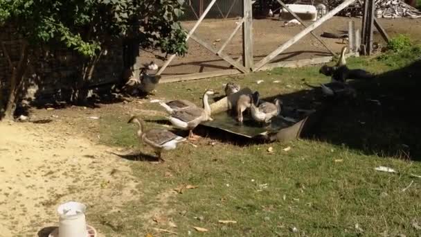 Bunch Geese Goslings Drinks Water Trough Dirty Courtyard Domestic Fowl — Stock Video