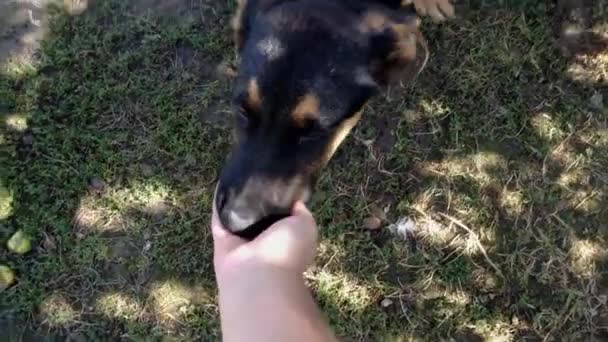 Excited Pooch Happy See Owner Licking Hand Domestic Dog Wants — 图库视频影像