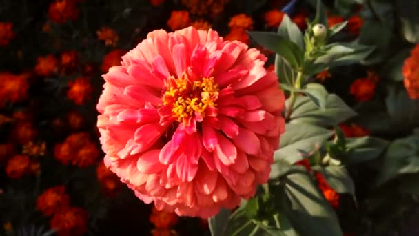 Blooming Red Flower Zinnia Waved Wind Bright Flowerbed Assortment Red — Vídeo de Stock