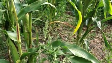 Bilinmeyen kişi rüzgarlı bir günde çiğ mısır koçanlarını gösteriyor. Mısır güneş ışığında kırsal alanda yetişir. Olgun koçanlar çiftlik hayvanlarını beslemek için büyür.