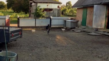Açık kapı gören tavuklar yeşil çimlerde otlamak için kirli kırsal alanın dışına koşar. Köyde bahçeli tipik bir kır evi manzarası