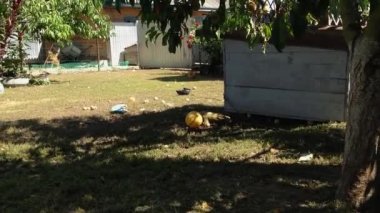 Zincirle bağlanmış, ağaç gölgesinde köpek kulübesinde koşuşturup, yerde kalan artıkları arayan sıkıcı bir köpek. Evcil köpek, malını bilinmeyen insanlardan koruyor.