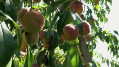 Ağaç dallarında yetişen olgun şeftaliler rüzgarla sallanıyor. Güneş ışığı altında büyük bir meyve tarlası. Nefes kesici egzotik meyve yetiştirme manzarası